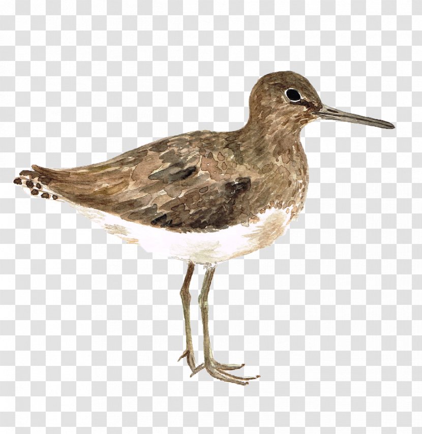 Cartoon Bird - Calidris - Redshank Calidrid Transparent PNG