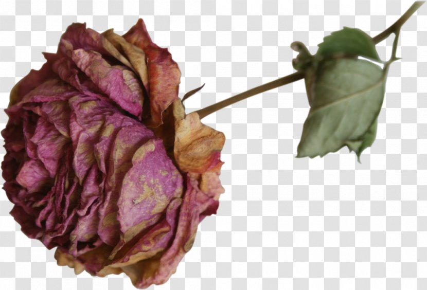 Dried Flower Rose - Order - Watercolor Peony Transparent PNG