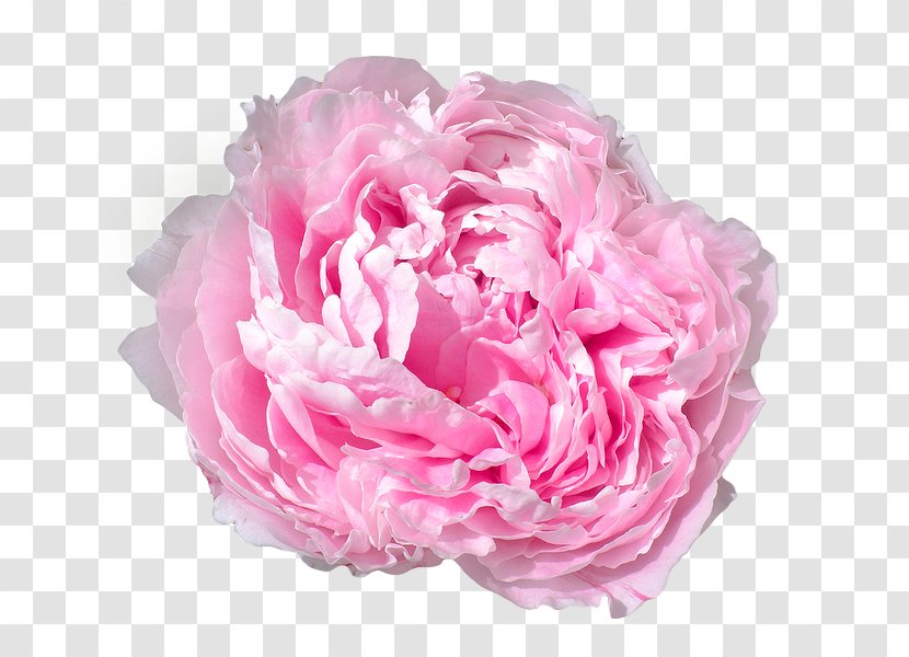 Peony Pink Flowers Rose - Peonies Transparent PNG