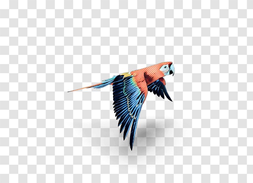 Bird Parrot - Beak - Tail Wildlife Transparent PNG