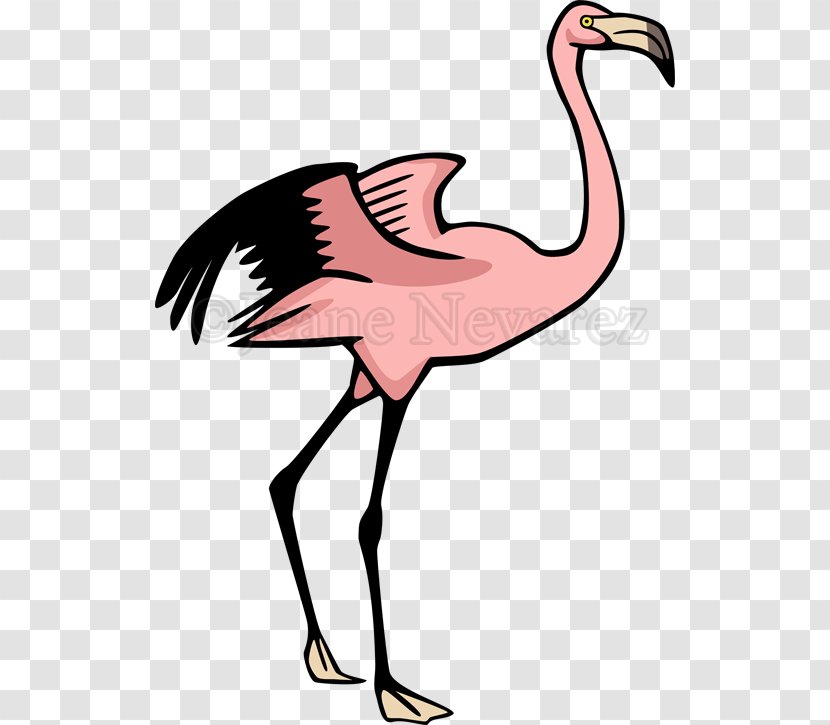 Flamingo Drawing - Can Stock Photo - Flamingos Transparent PNG