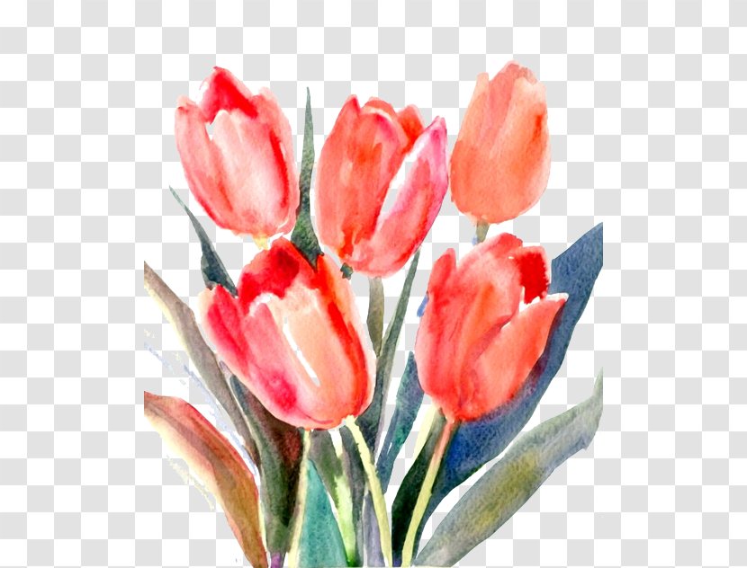 Tulip Red Cut Flowers - Paint - Tulips Transparent PNG