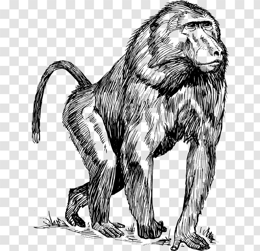 Mandrill Primate Hamadryas Baboon Ape Chimpanzee - Big Cats - Zoology Cliparts Transparent PNG