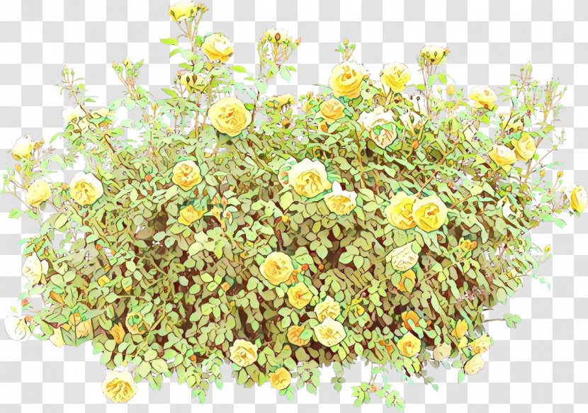 Flower Plant Chamomile Camomile Mayweed - Perennial Burclover Transparent PNG
