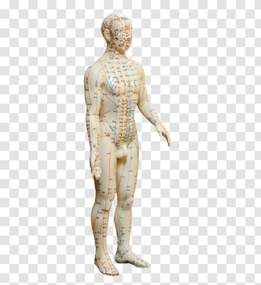 Classical Sculpture Homo Sapiens Figurine Classicism - Joint - Palpitation Transparent PNG