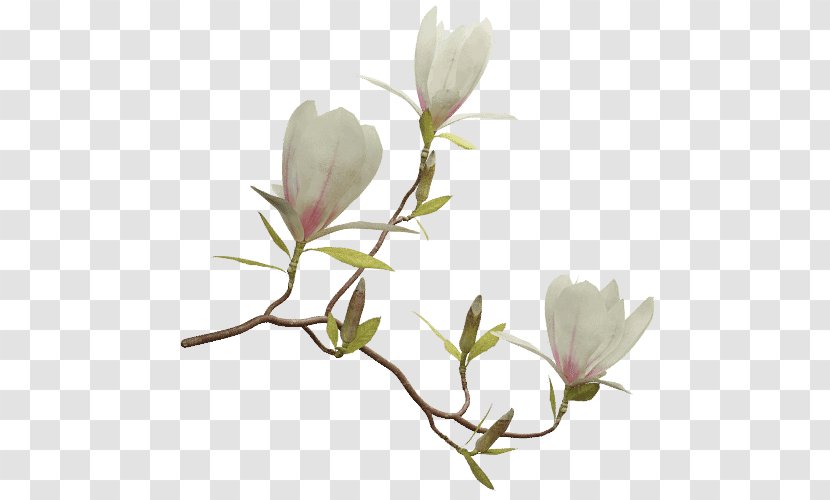 Flowering Plant Chinese Magnolia Liriodendron Tulipifera Twig Transparent PNG