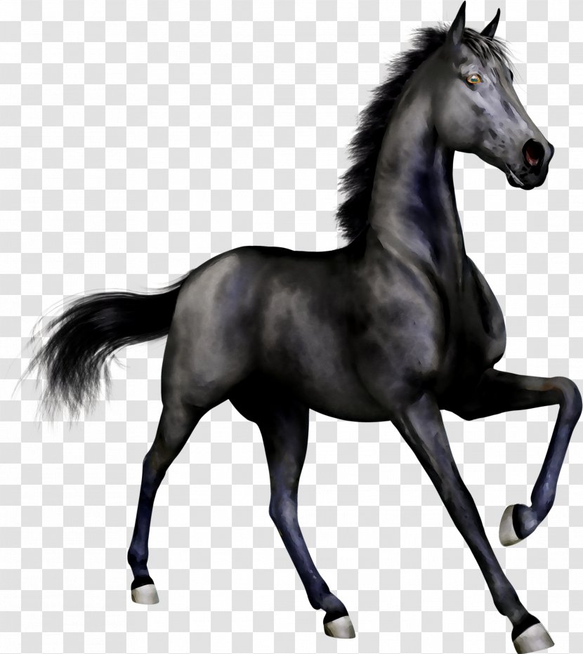 Andalusian Horse Arabian Stallion Black Clip Art - Animal Figure Transparent PNG