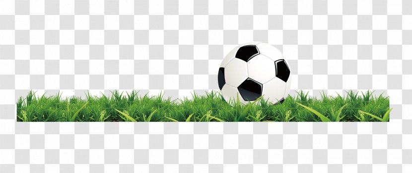 Lawn Football Green - Grass Family Transparent PNG