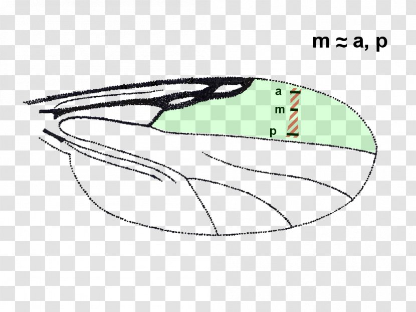 Eye Mammal - Flower - Catalogue Of Palaearctic Diptera Transparent PNG