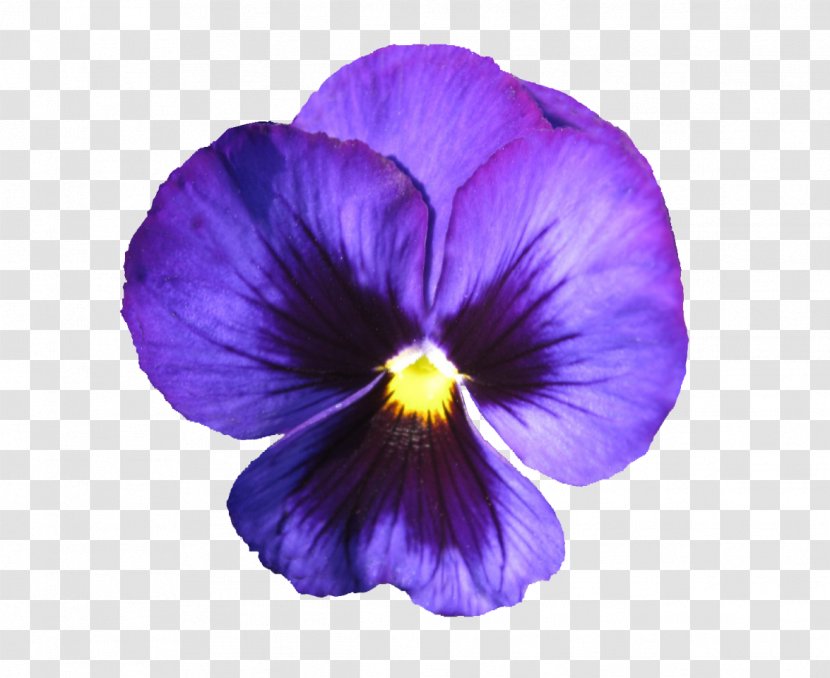 Flowering Plant Violet Flower Petal Purple - Family Viola Transparent PNG