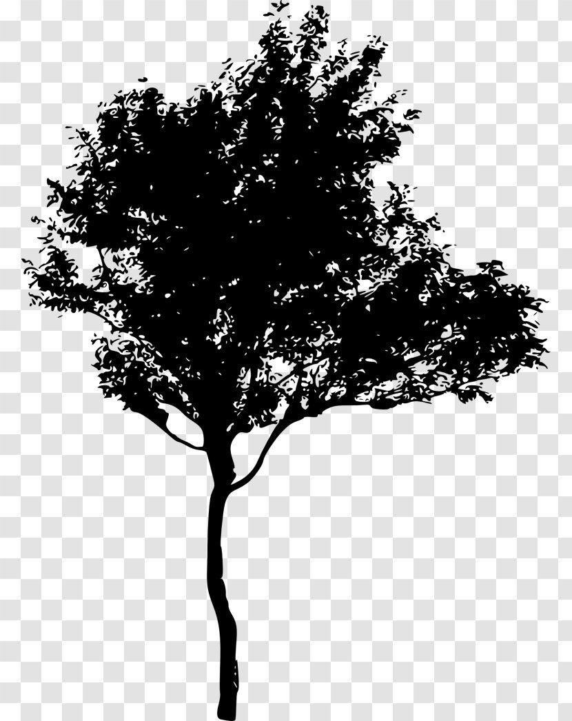 Silhouette Tree Royalty-free - Monochrome Photography - Mangrove Transparent PNG