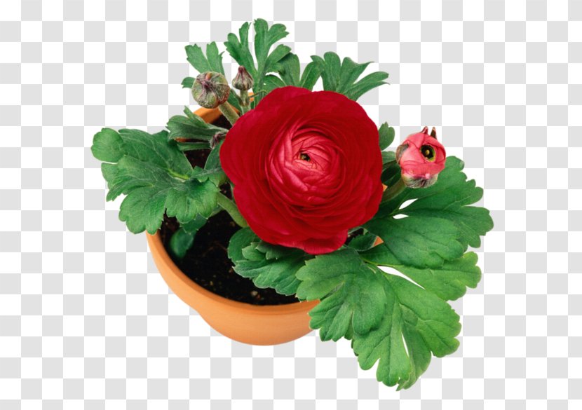 Garden Roses Flowerpot Floral Design - Rose Order Transparent PNG