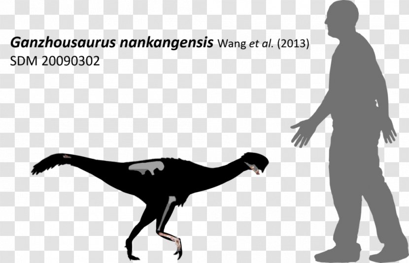 Dinosaur Xingezhuang Formation Prehistoric Animals Fossil - Hand Transparent PNG