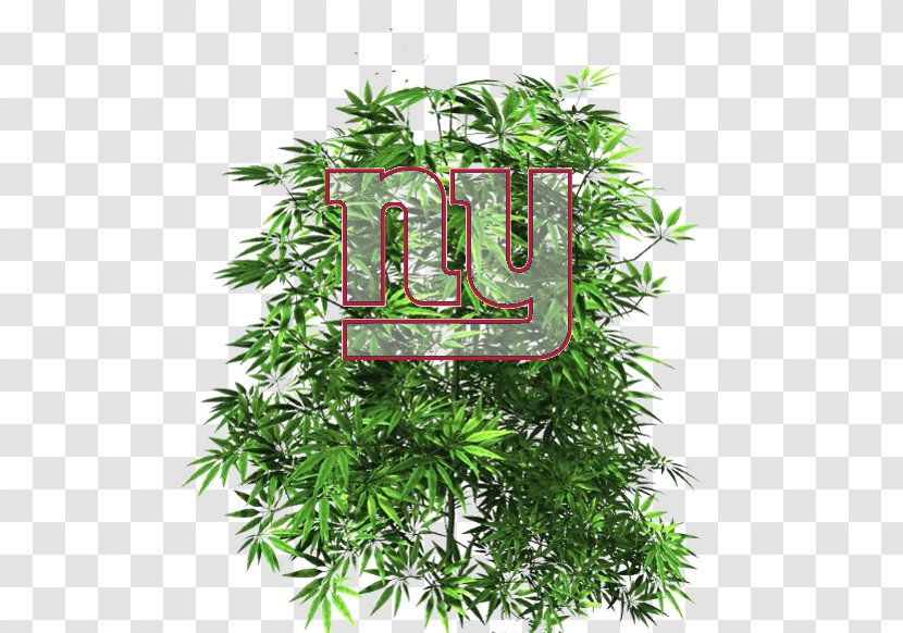 Medical Cannabis Smoking Hemp Rastafari - Tree Transparent PNG