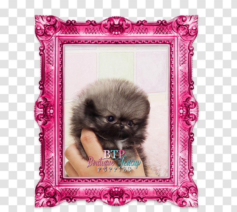 Pomeranian Puppy German Spitz Dog Breed Companion - Toy Yorkie Accessories Transparent PNG