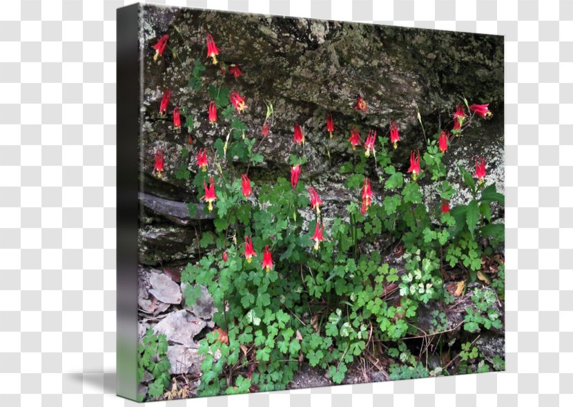 Garden Landscape Vegetation Groundcover Lawn - Flora - Red Bat Transparent PNG