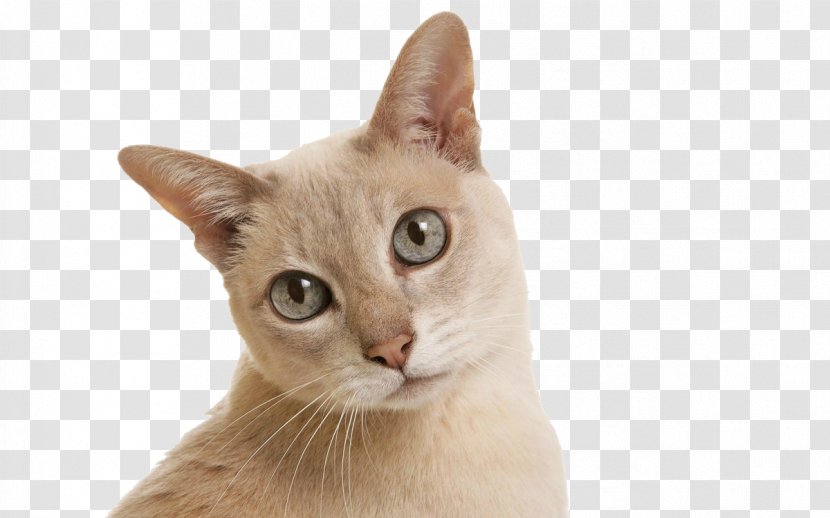 Tonkinese Cat Siamese Havana Brown Birman Kitten - Small To Medium Sized Cats Transparent PNG