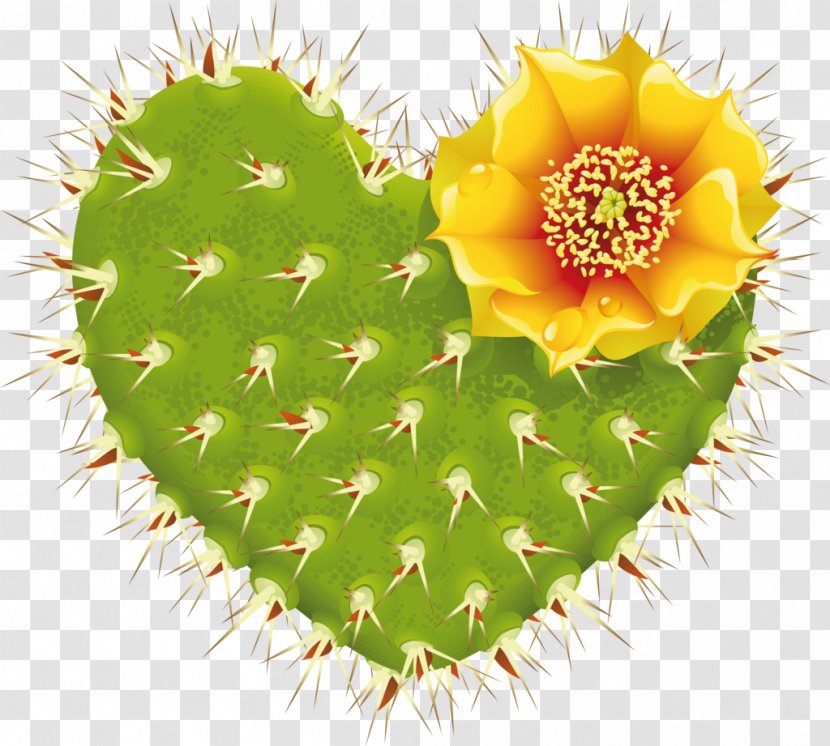 Cactaceae Heart Flowering Plant - Caryophyllales - Cactus Transparent PNG