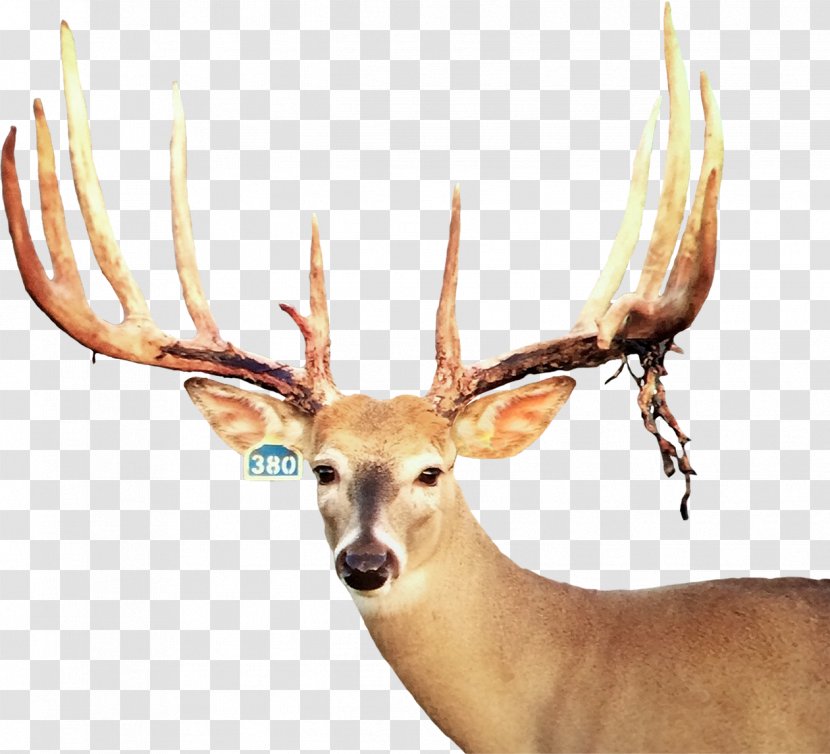 White-tailed Deer Elk Trophy Hunting Horn - Fawn Photos Transparent PNG