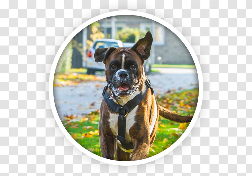 Boxer Dog Breed Raw Feeding Cat Løve - Boxerhund Transparent PNG