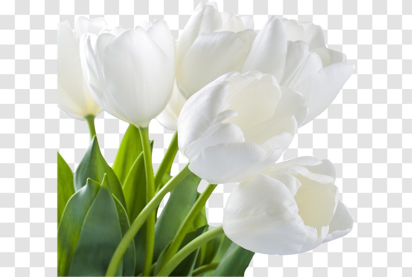 Tulip White Flower Stock Photography Wallpaper - Royaltyfree - Antique Jewelry Picture Cartoon Icons Transparent PNG