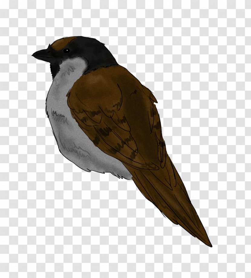 Bird Of Prey Finch Beak Feather - Sparrow Transparent PNG