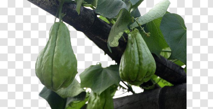 Chayote Gourd Melon Cucurbita - On The Vine Transparent PNG