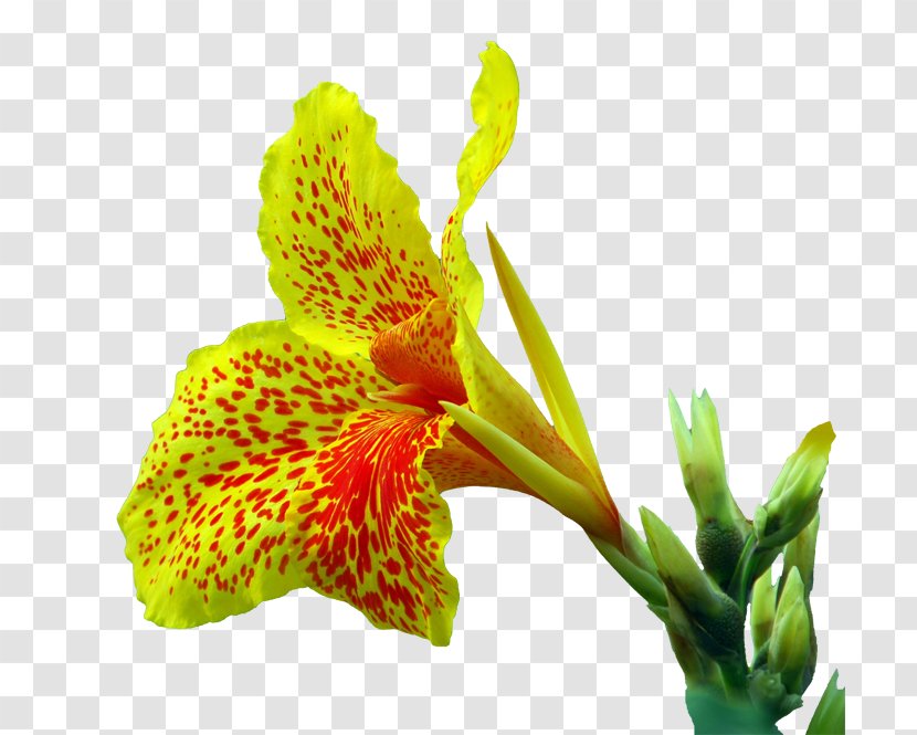 Canna Indica Flower Euclidean Vector - Cannabis Pictures Transparent PNG