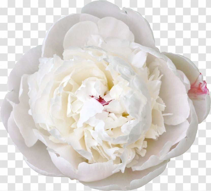 Cut Flowers White Peony - Flower Transparent PNG