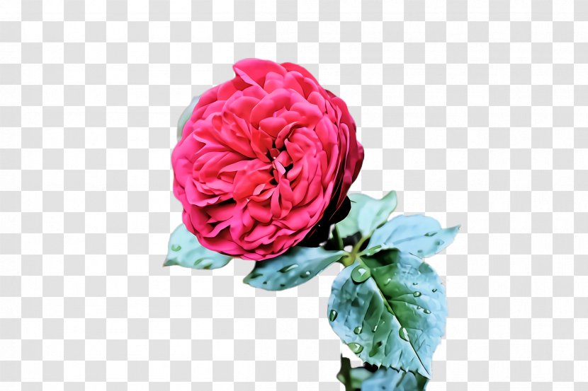 Garden Roses - Floribunda - Rose Family Transparent PNG