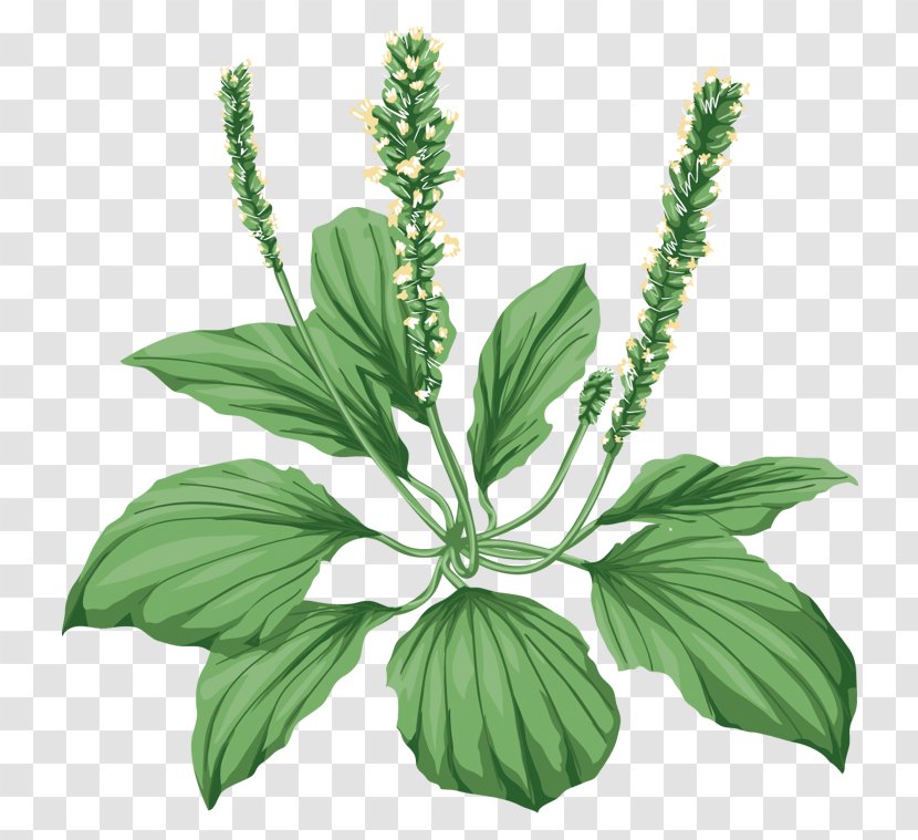 Broadleaf Plantain Medicinal Plants Herbaceous Plant Pharmaceutical Drug Transparent PNG