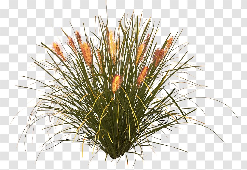 Plant Flower Grass Family Houseplant - Yucca Flowering Transparent PNG