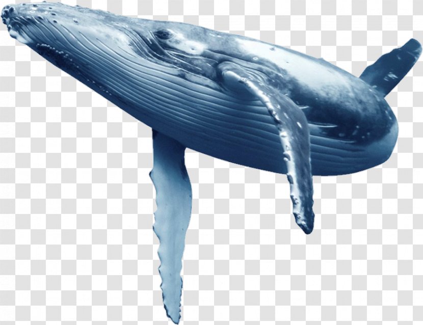 Humpback Whale Blue Wholphin Common Bottlenose Dolphin - Tucuxi Transparent PNG