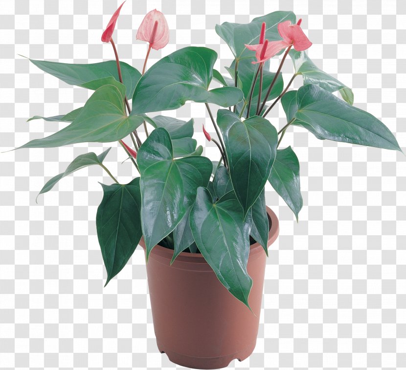 Flowerpot Houseplant Clip Art - Ornamental Plant - Aloe Transparent PNG