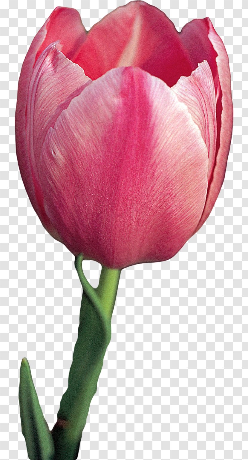 Tulip Cut Flowers Plant - Close Up Transparent PNG