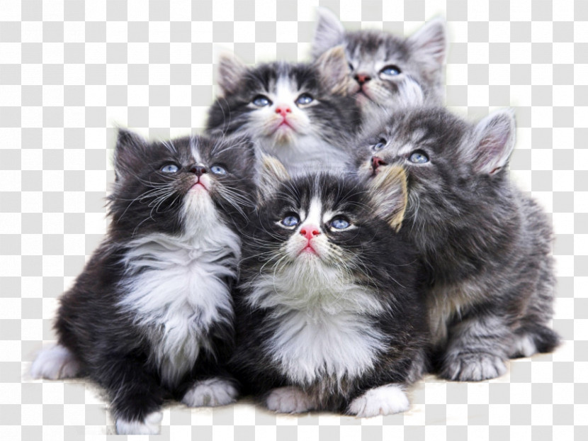 Cat Small To Medium-sized Cats Kitten Norwegian Forest Cat Whiskers Transparent PNG