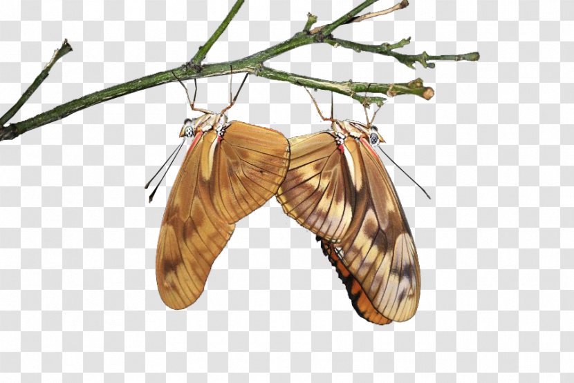 Silkworm Moth - Invertebrate - Dragonflies Transparent PNG