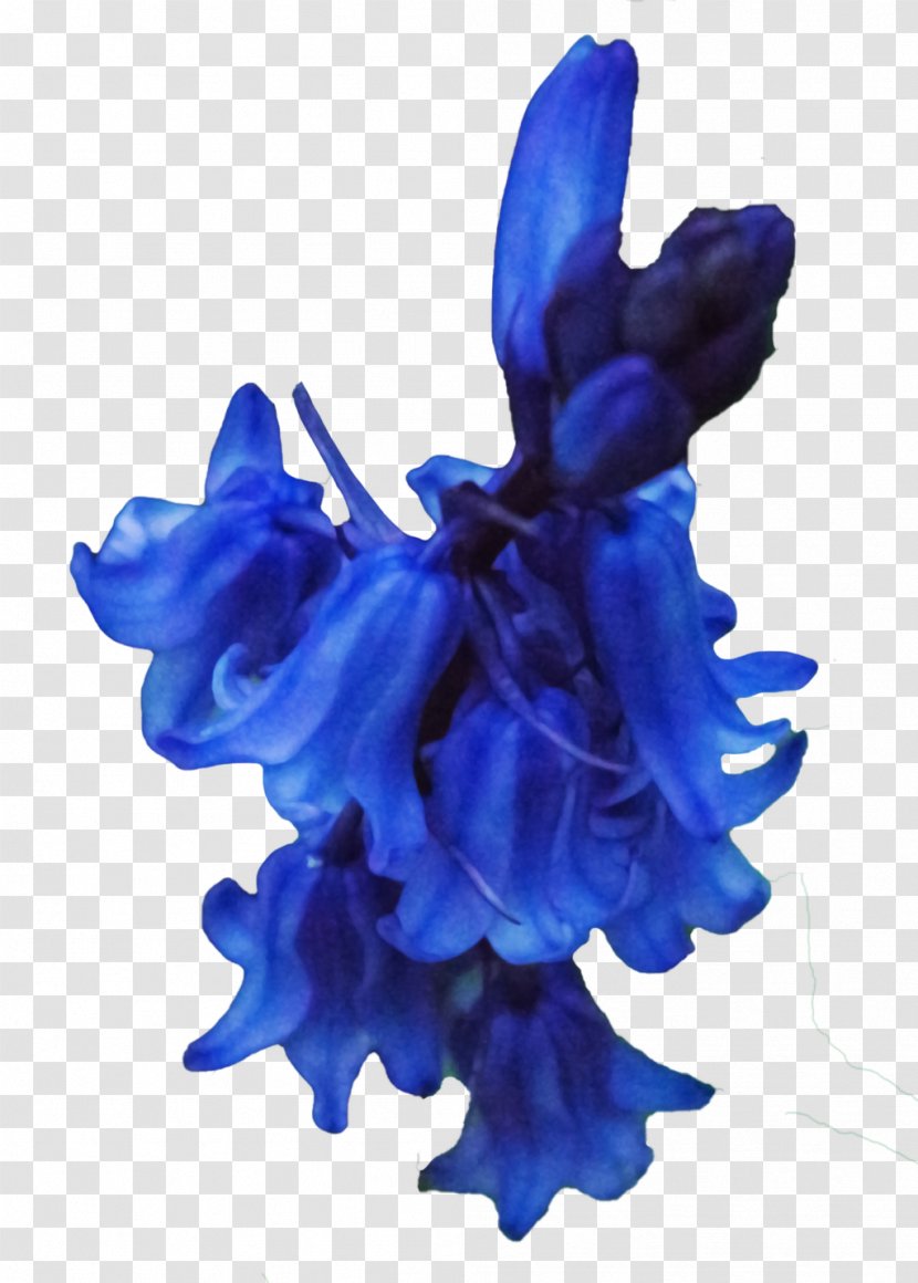 Cut Flowers Petal - Bluebells Transparent PNG