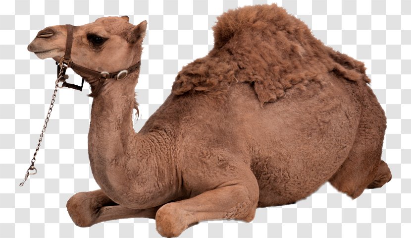 Bactrian Camel Dromedary Clip Art - Eventoed Ungulates Transparent PNG