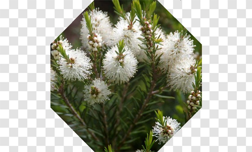 Narrow-leaved Paperbark Melaleuca Quinquenervia Tea Tree Oil Essential Transparent PNG