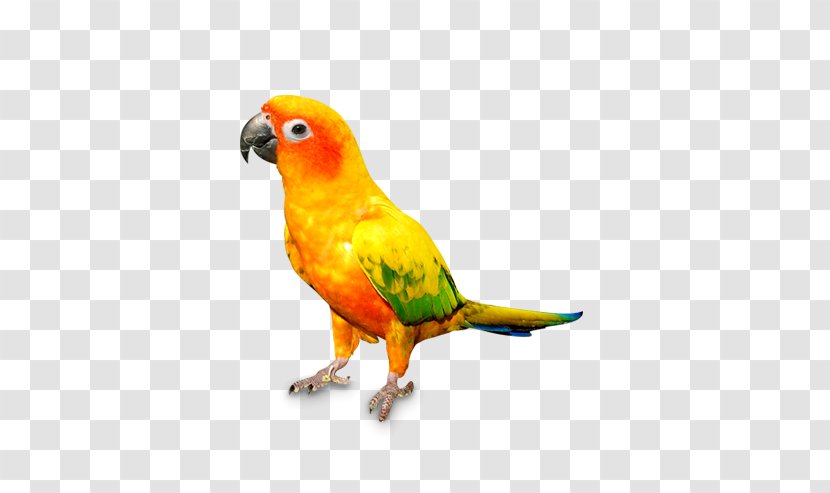 Cat Parrot Bird Dog Pet - Organism Transparent PNG