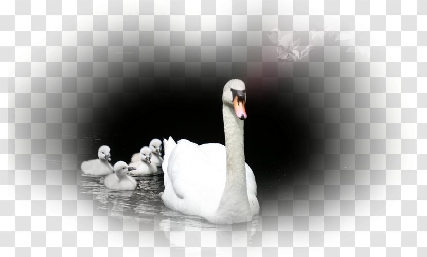 Chapters And Verses Of The Bible Mute Swan Telugu Quotation - Religious Text Transparent PNG