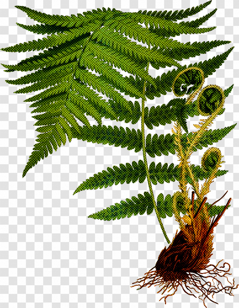 Fern Transparent PNG