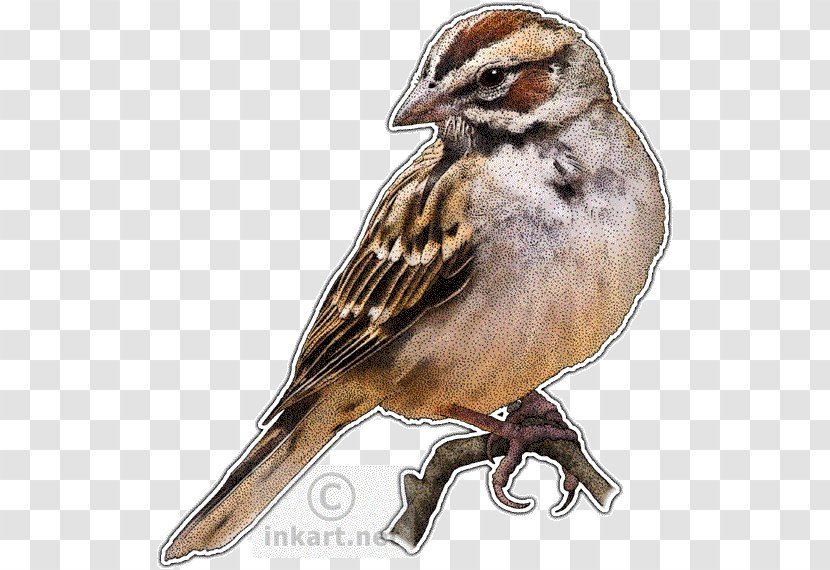 House Sparrow Lark Bird Drawing - Passerine Transparent PNG