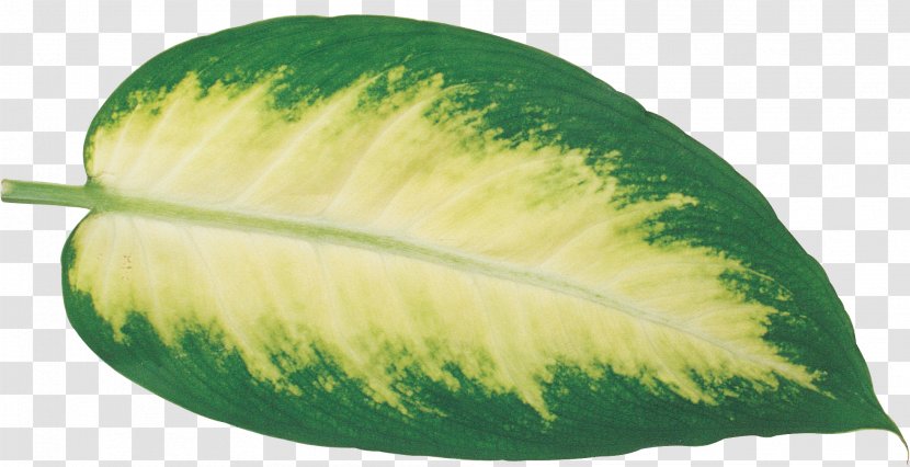 Leaf Photography Food - Vegetable - Leaves Transparent PNG