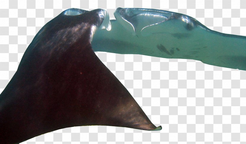 Sea Lion - Seals - Manta Ray Transparent PNG