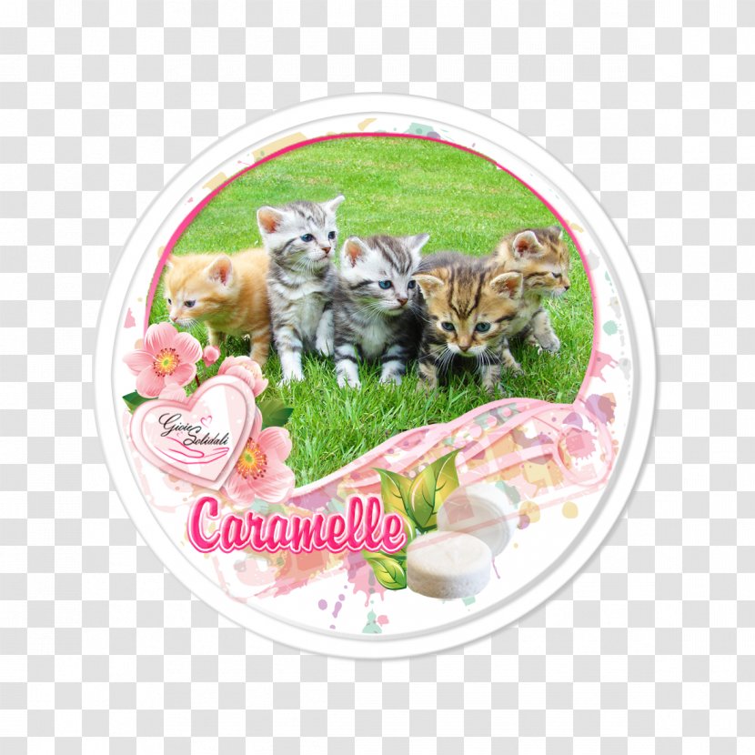 Kitten Food Catkin Zazzle Plakat Naukowy - Post Cards Transparent PNG