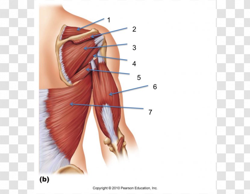 Teres Minor Muscle Major Triceps Brachii Biceps Anatomy - Cartoon - Watercolor Transparent PNG