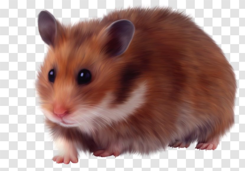 Hamster Rodent Murids Domestic Animal Dormouse Transparent PNG