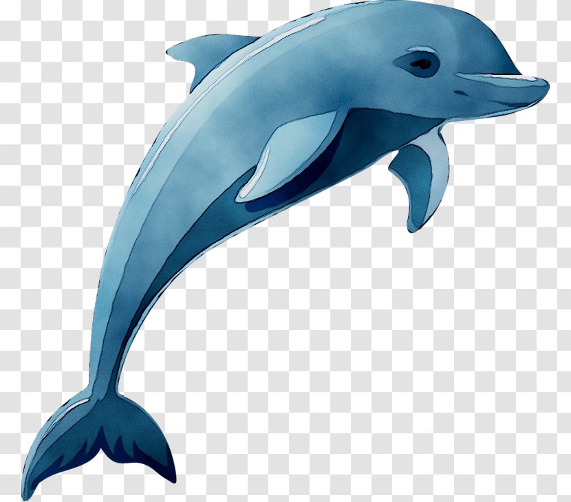 Dolphin Vector Graphics Clip Art Drawing Cartoon - Fish Transparent PNG